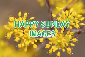 Happy Sunday Images