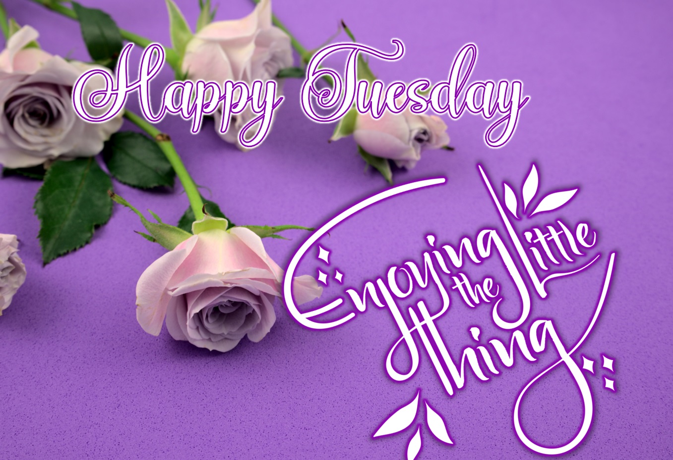 Beautiful Happy Tuesday images. Superbwishes.com