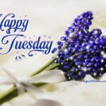 Pics of Happy Tuesday. Superbwishes.com