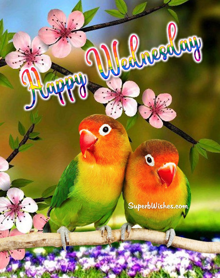 Happy Wednesday With Beautiful Parrots Image | SuperbWishes.com