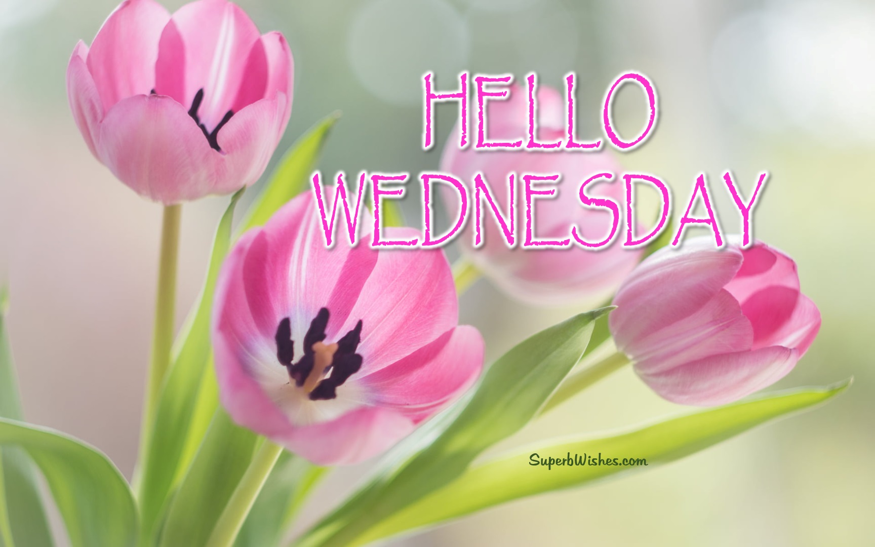 Happy Wednesday flowers images. Superbwishes.com